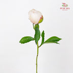 Peony White 芍药 - (5 Stems)