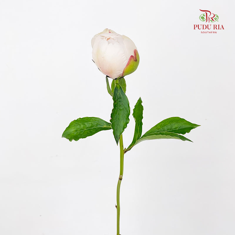 Peony White 芍药 - (5 Stems)