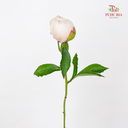 Peony White 芍药 - (5 Stems)