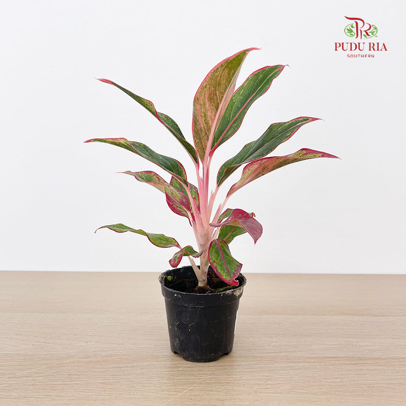 Aglaonema Siam Aurora P90