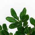Pittosporum Tobira Leaf 花叶海桐 - (Per Bundle)