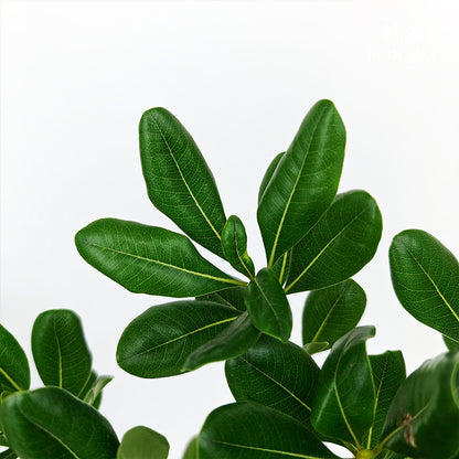 Pittosporum Tobira Leaf 花叶海桐 - (Per Bundle)
