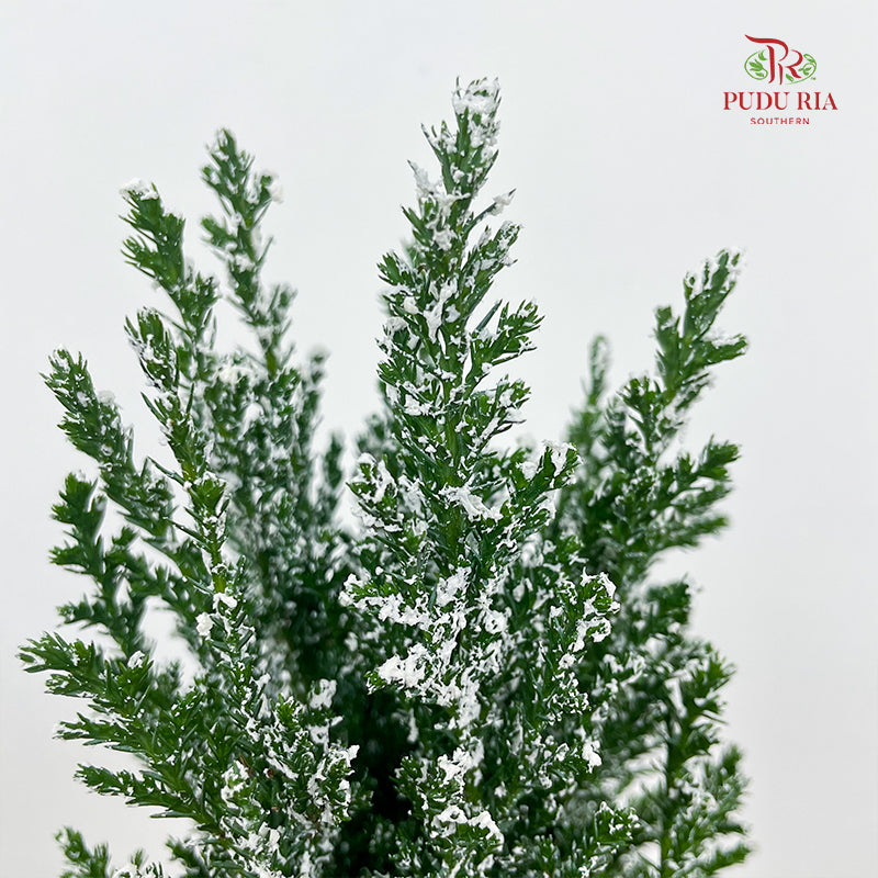 Chamaecyparis Ellwoodii / Snow White 30CM