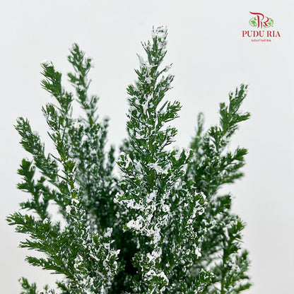 Chamaecyparis Ellwoodii / Snow White 30CM