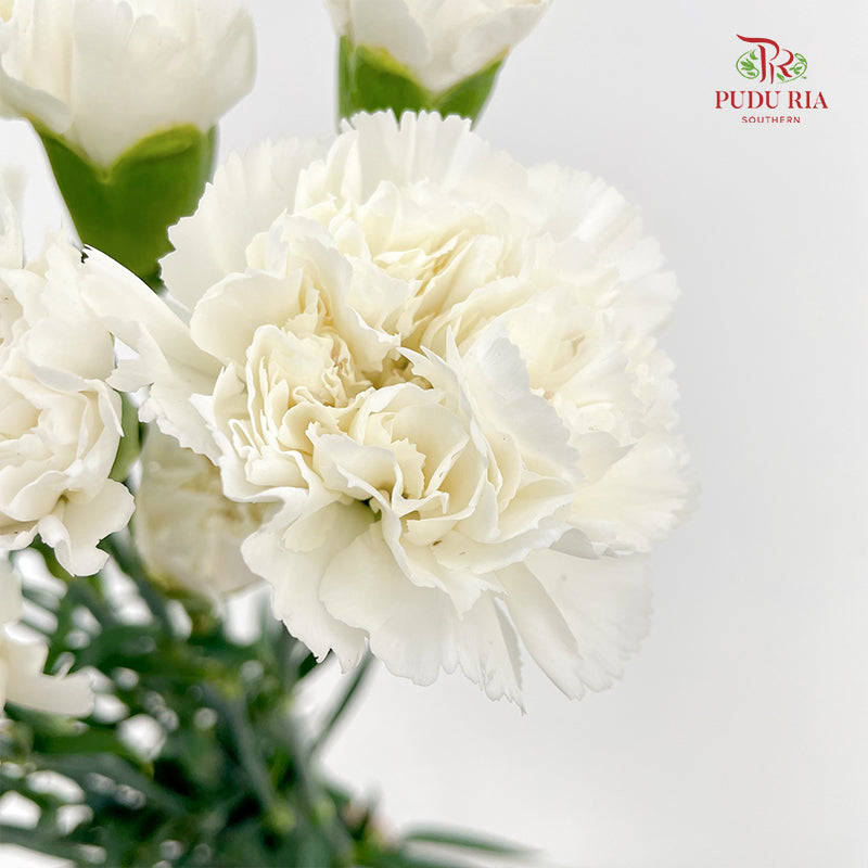Carnation White 白色康乃馨 - (18-20 Stems)