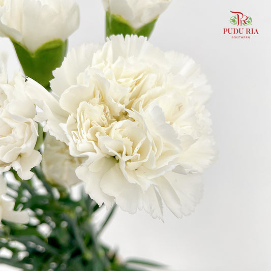 Carnation White (18-20 Stems)