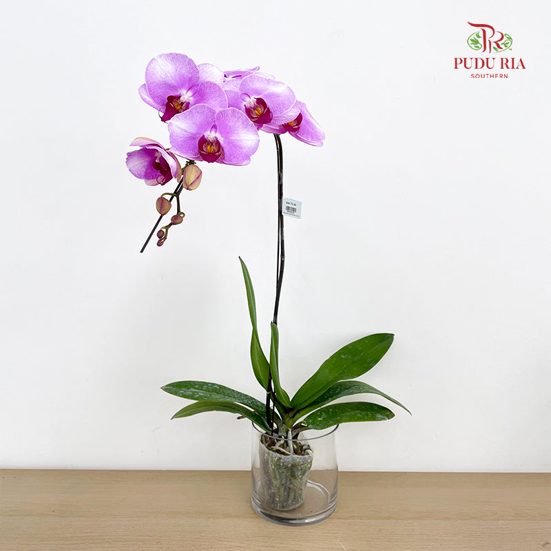 Phalaenopsis Orchid Purple White Big Single Stem