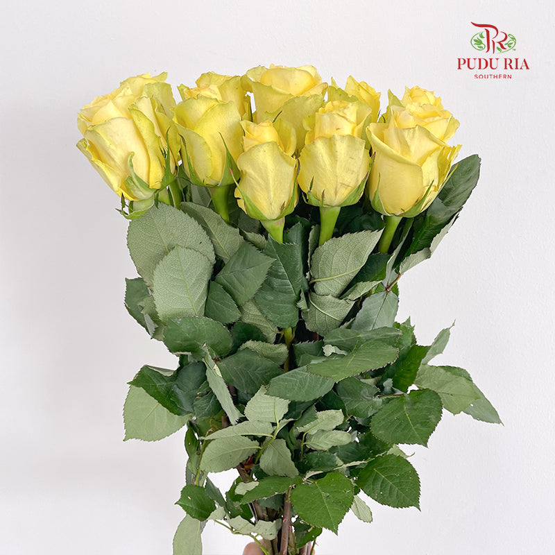 Rose Romantic Beach - (8-10 Stems)