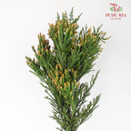 Cryptomeria Japonica 柳杉 - (Per Bundle)
