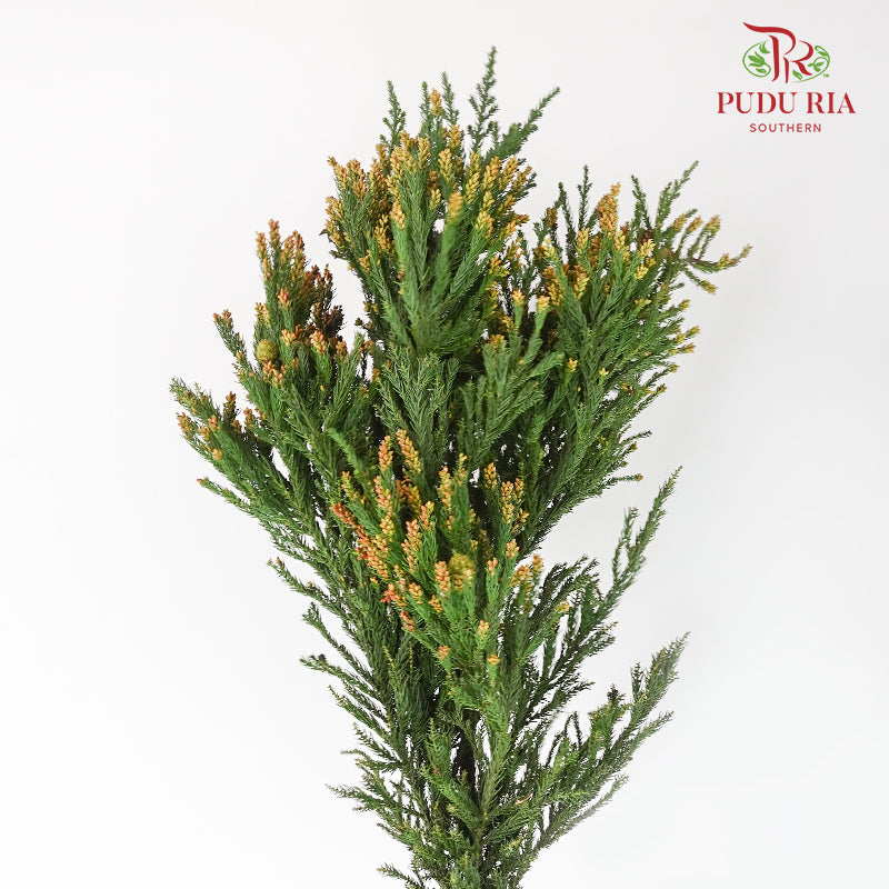 Cryptomeria Japonica 柳杉 - (Per Bundle)