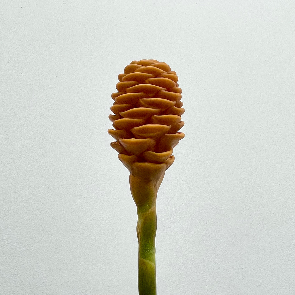 Wild Ginger 蜂巢姜花 - (Per Stems)