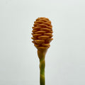 Wild Ginger 蜂巢姜花 - (Per Stems)