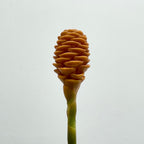 Wild Ginger 蜂巢姜花 - (Per Stems)