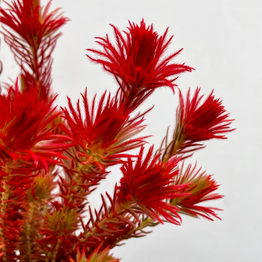 Spray Golden Goose Red - (Per Bundle)