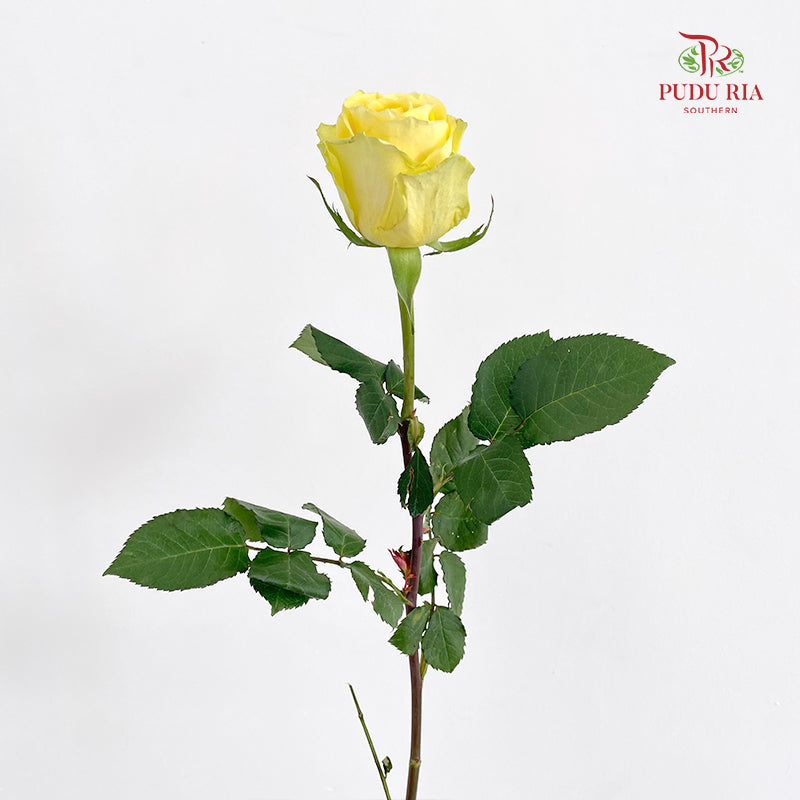 Rose Romantic Beach - (8-10 Stems)
