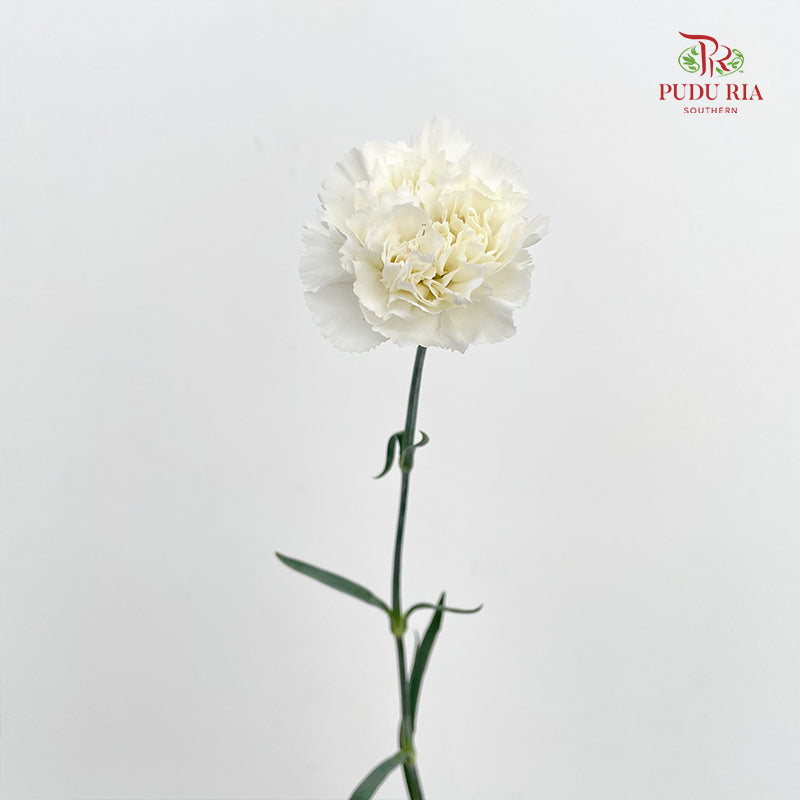 Carnation White 白色康乃馨 - (18-20 Stems)
