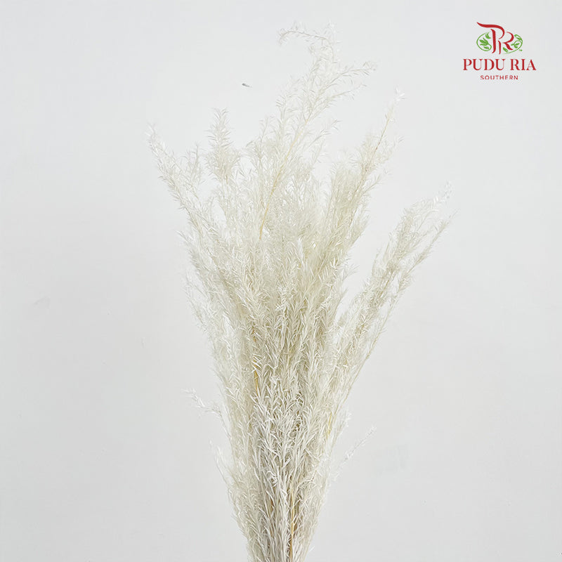 Dry Melaleuca Leaf White