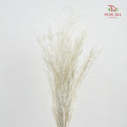 Dry Melaleuca Leaf White
