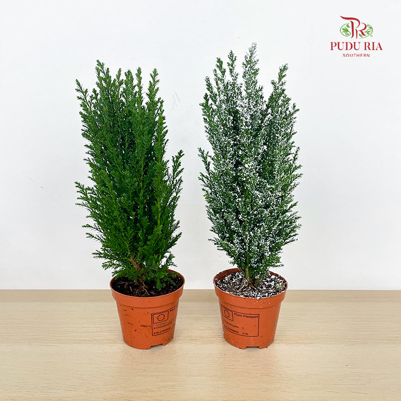 Chamaecyparis Ellwoodii / Snow White 30CM