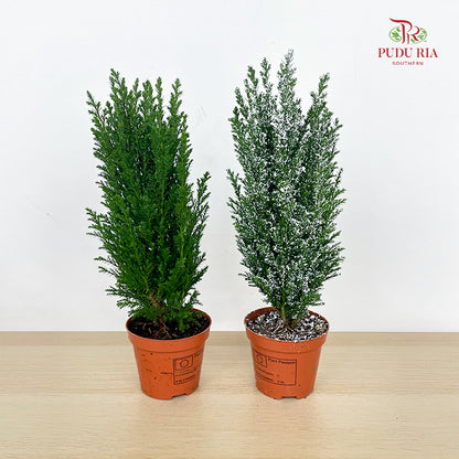 Chamaecyparis Ellwoodii / Snow White 30CM