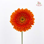 Gerbera Mini Orange 非洲菊 - (8-10 Stems)