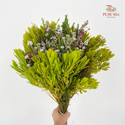 Safari Mix Cone / Cape Cone (6) - (Per Bundle)