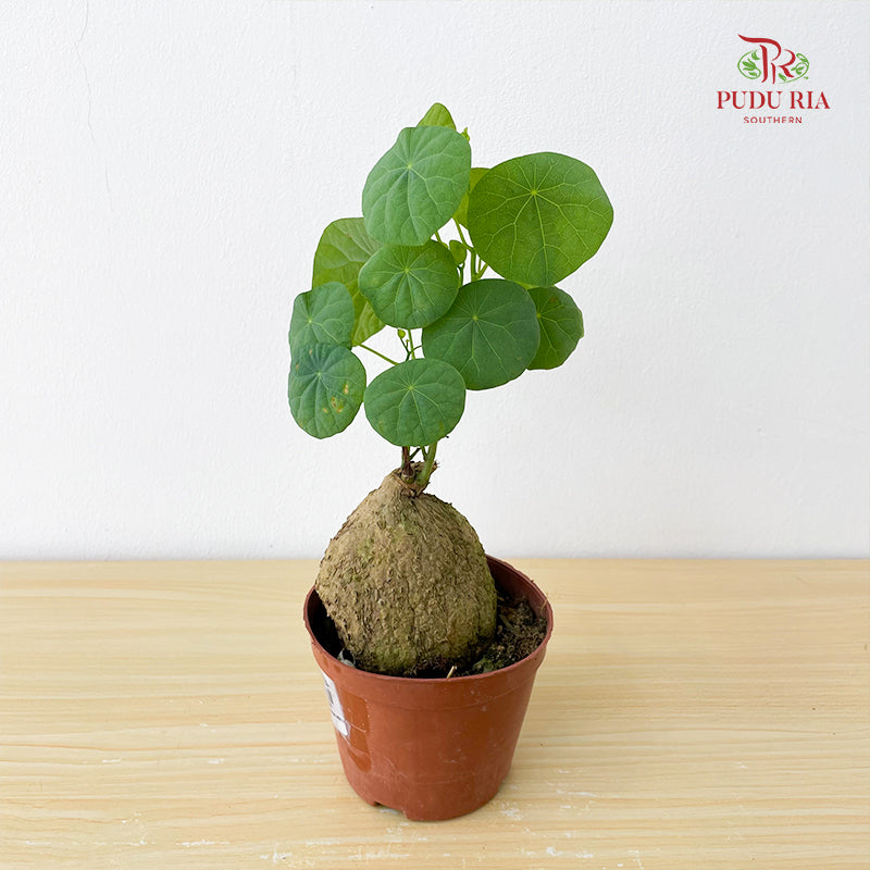 Stephania Venosq P100