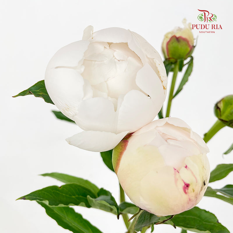 Peony White 芍药 - (5 Stems)