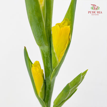 Gladiolus Yellow 剑兰花 - (10 Stems)