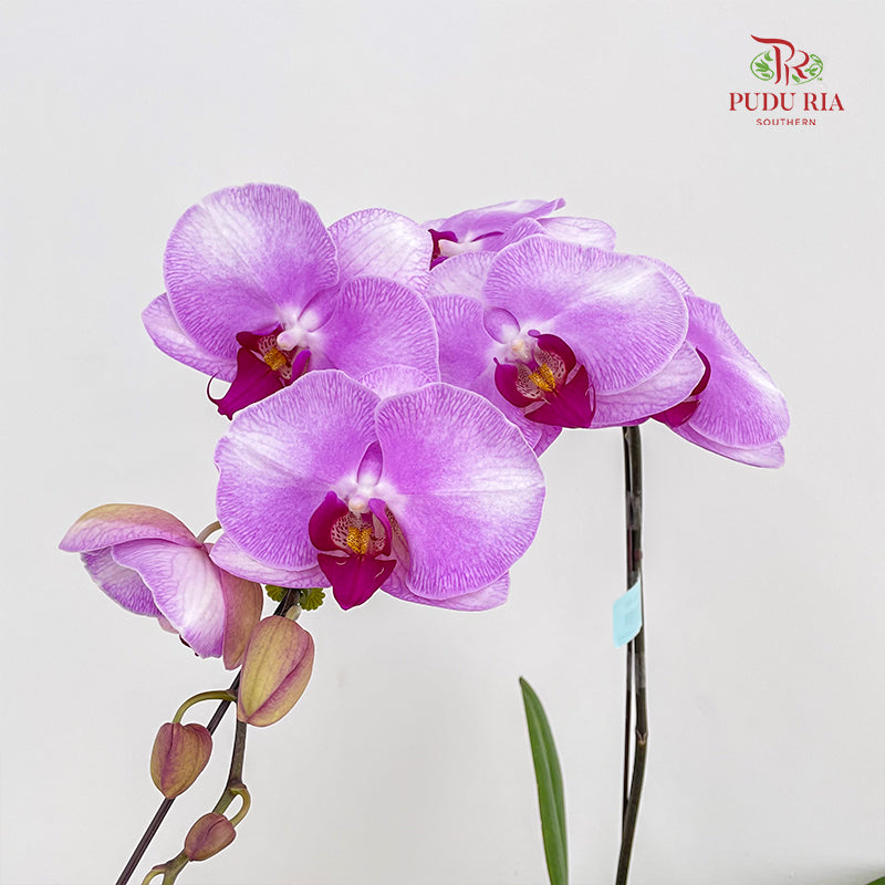 Phalaenopsis Orchid Purple White Big Single Stem