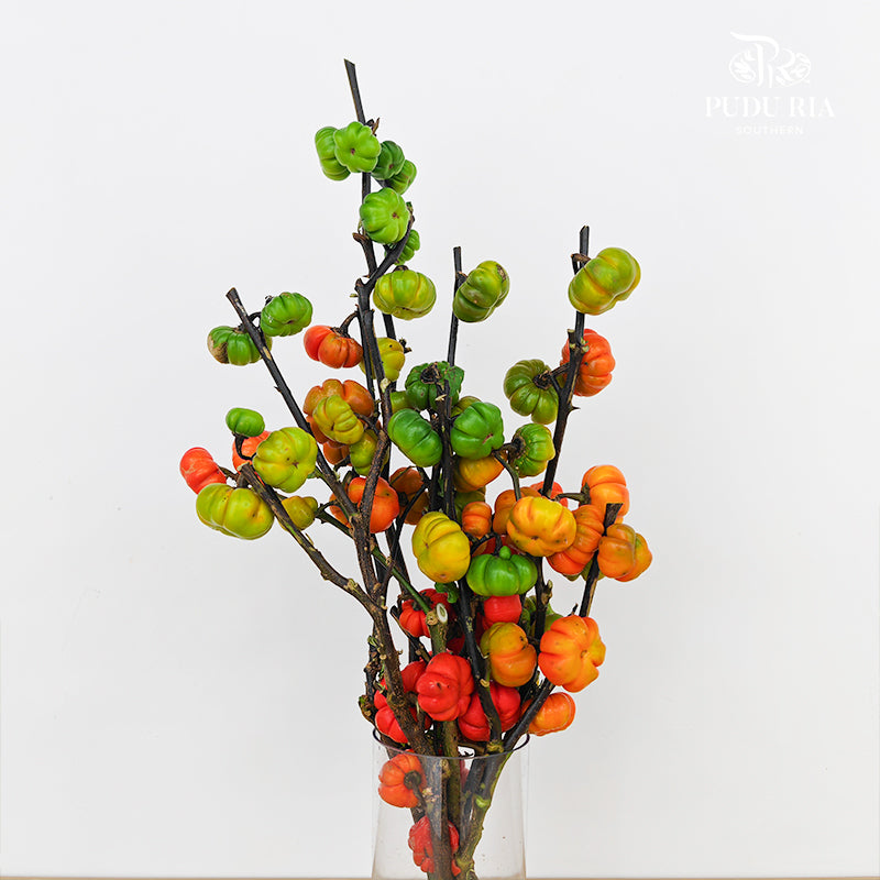 Mini Pumpkin 迷你小南瓜 - (Per Bundle)