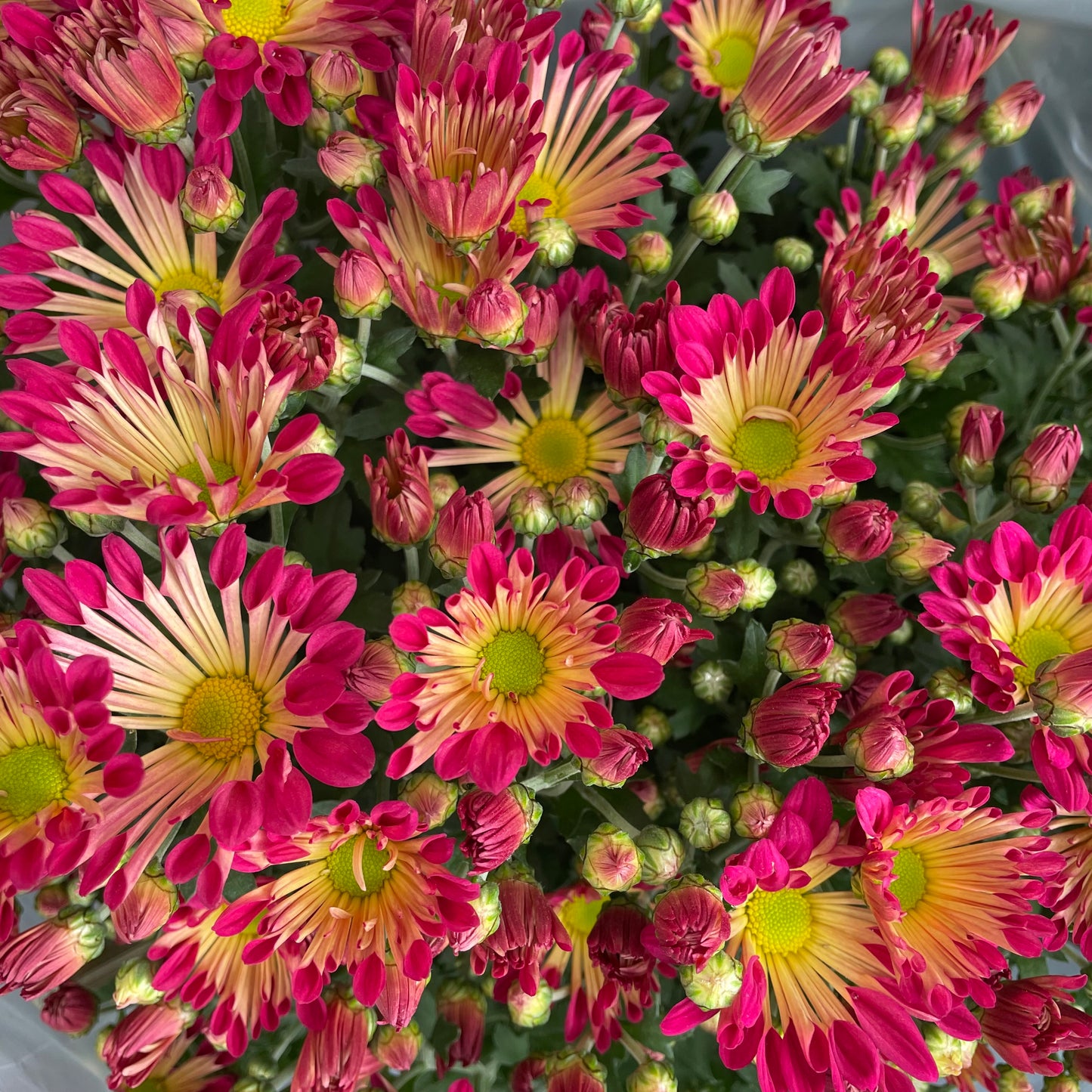 Chrysanthemum pom-pom (12寸盆) 菊花