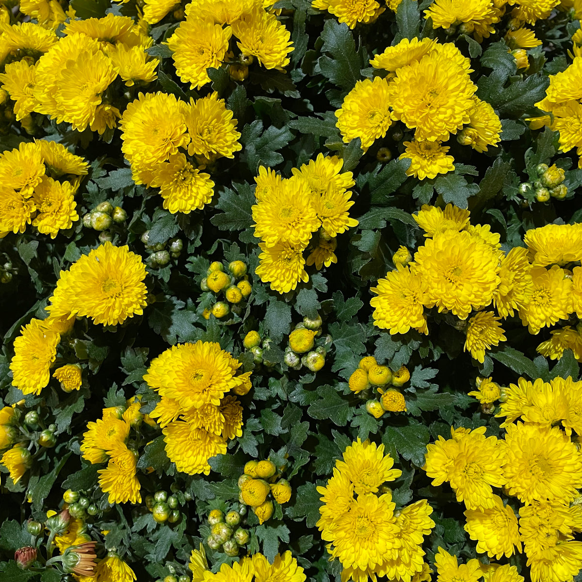 Chrysanthemum Gypsophilla P310 菊花满天星 2025