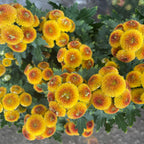 Chrysanthemum Pom-Pom (Small Potted) 菊花 2025
