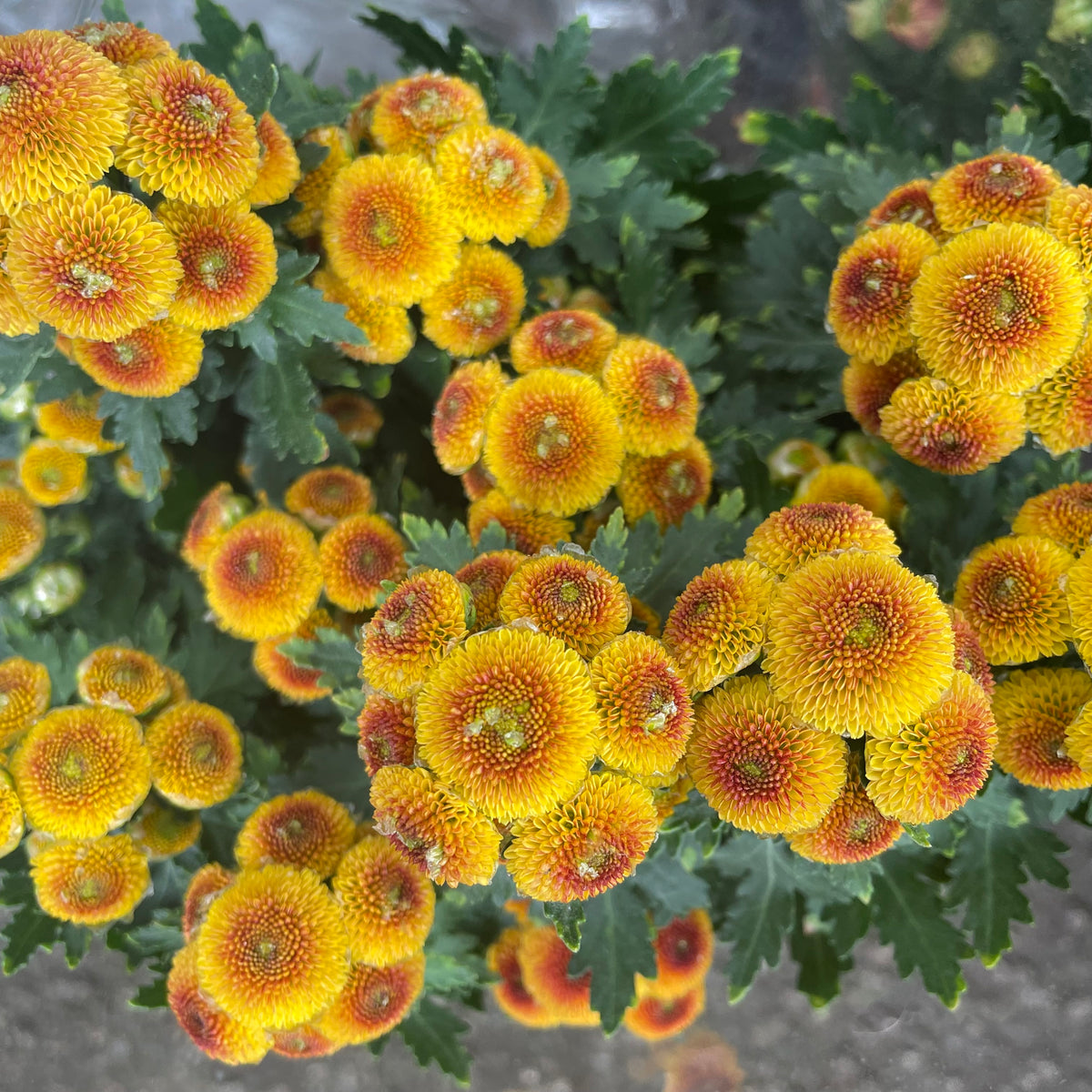 Chrysanthemum Pom-Pom (Small Potted) 菊花 2025
