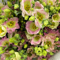 Eustoma - (12-15 Stems)