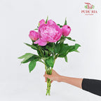 Peony Pink 芍药 - (5 Stems)
