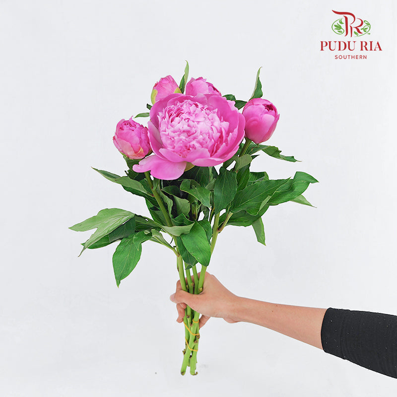 Peony Pink 芍药 - (5 Stems)