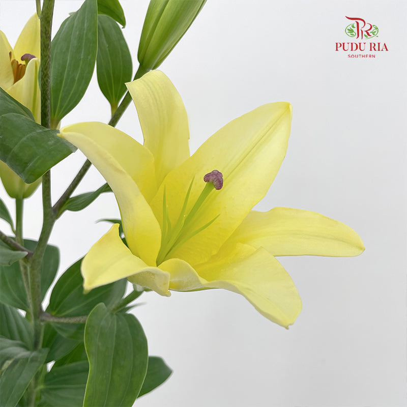 Lily Yellow - (5 Stems)