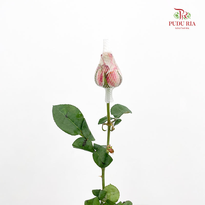 Rose Net Cappuccino - (19-20 Stems)