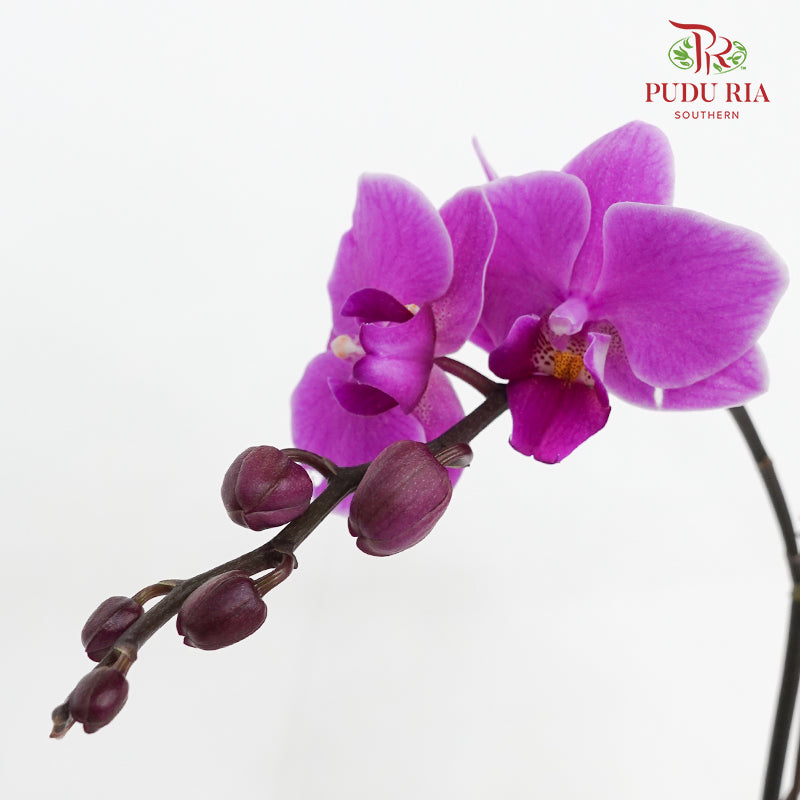 Phalaenopsis Orchid Light Purple Big