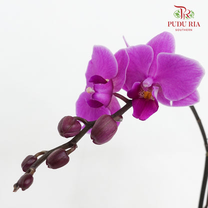 Phalaenopsis Orchid Light Purple Big