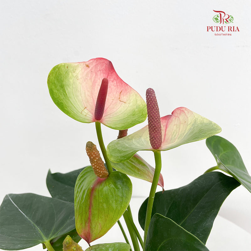 Anthurium Mix - Green / Pink