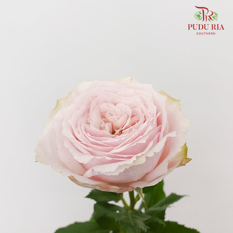 Rose Little Pink Rabbit (8-10 Stems) - Pudu Ria Florist Southern