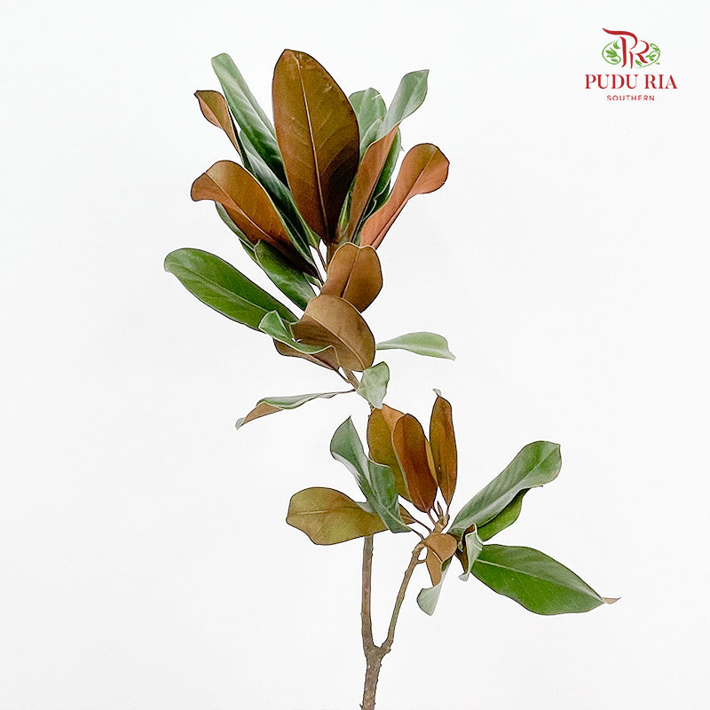 Magnolia Leaf - (Per Bundle)
