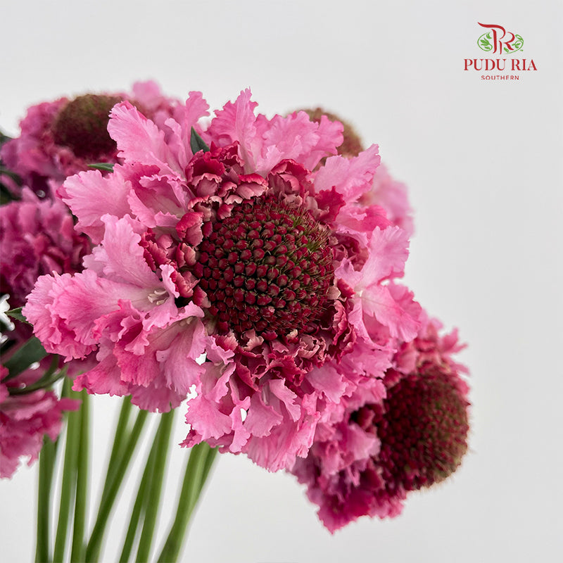 Scabiosa Pink 蓝盆花 - (Per Bundle)