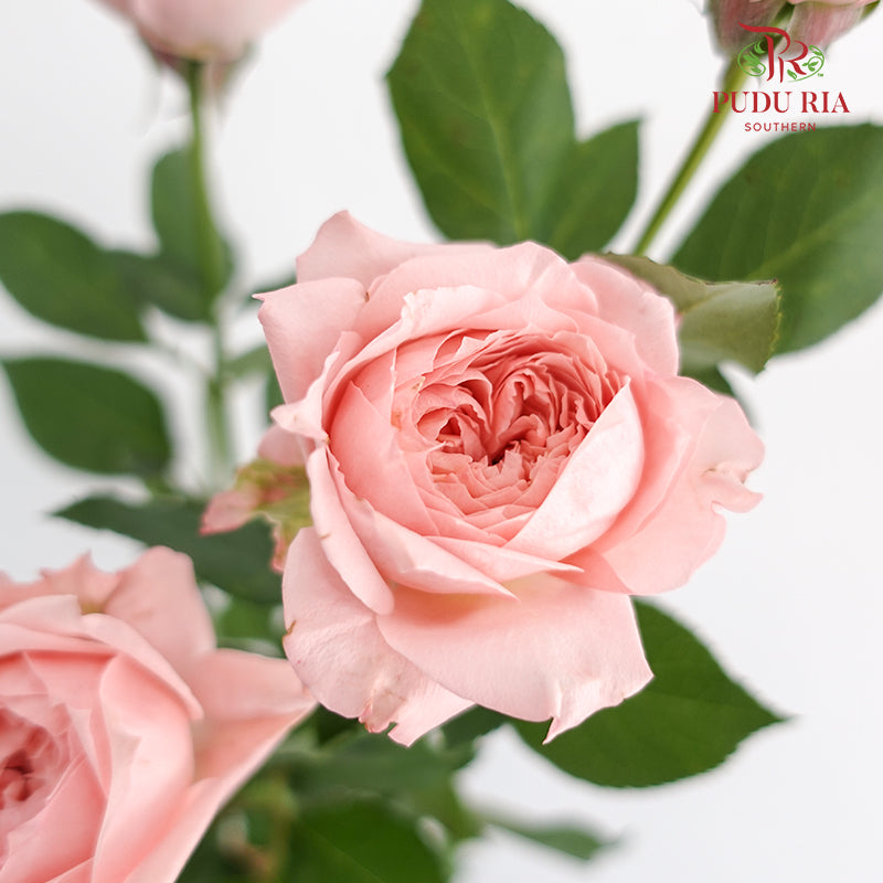 Rose Juliet Tower (8-10 Stems) - Pudu Ria Florist Southern