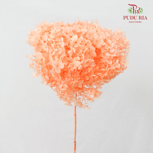 Preservative Hydrangea - Peach / Per Stem