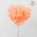 Preservative Hydrangea - Peach / Per Stem