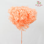 Preservative Hydrangea - Peach / Per Stem